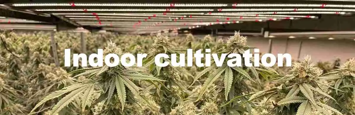 Indoor Growing Indoor Growing