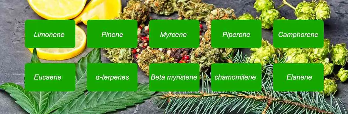 terpene types terpene types