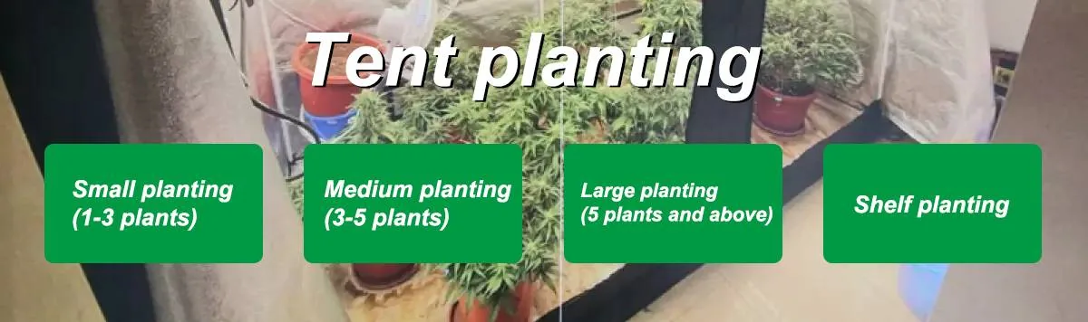2. Tent planting 2. Tent planting