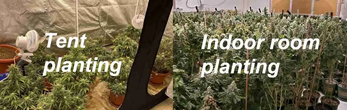 Indoor grow Indoor grow