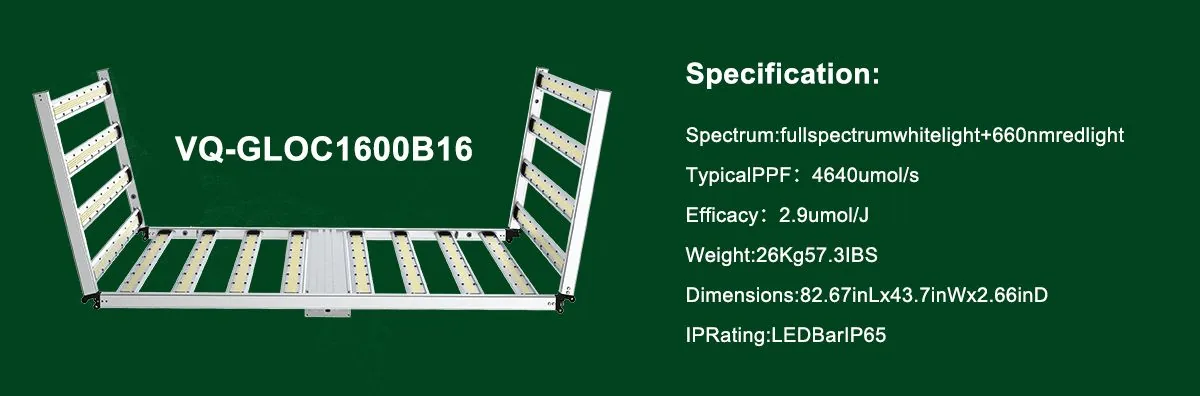 600w LED lgiht 600w LED lgiht