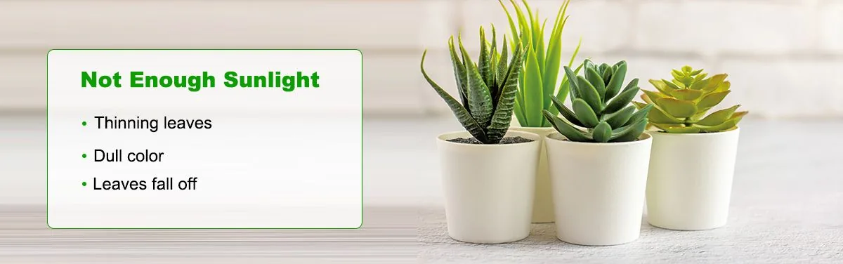Signs of insufficient sunlight in succulents Signs of insufficient sunlight in succulents
