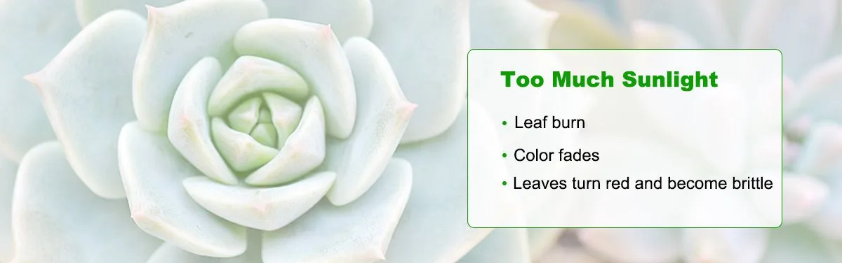 Signs of excessive sunlight in succulents Signs of excessive sunlight in succulents