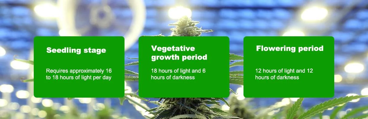 How to Correctly Set the Photoperiod for Cannabis Growth How to Correctly Set the Photoperiod for Cannabis Growth