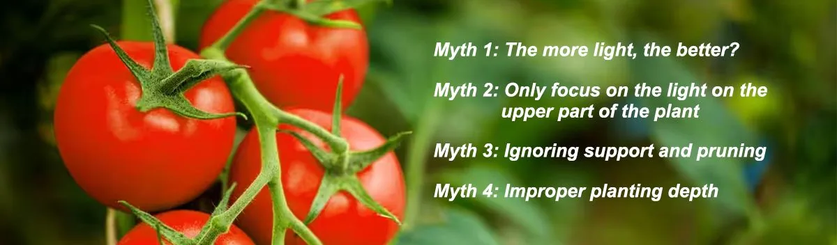 Have you also made these mistakes in tomato planting Have you also made these mistakes in tomato planting