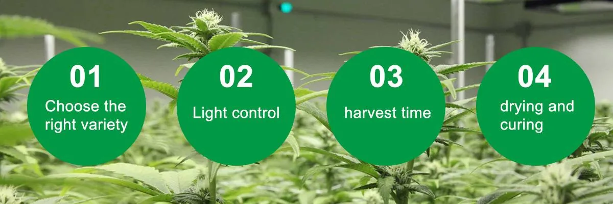 How to Increase THC Levels in Marijuana How to Increase THC Levels in Marijuana