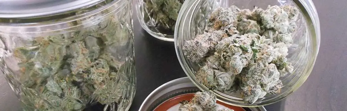 Drying cannabis Drying cannabis