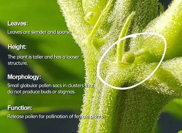 雄性大麻的特征.jpg